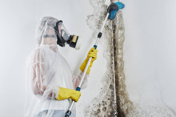 Why You Should Choose Our Mold Remediation Services in Waco, TX