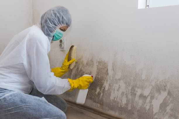 Trusted Waco, TX Mold Removal Experts